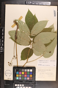 Aralia nudicaulis image