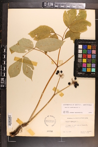 Aralia nudicaulis image