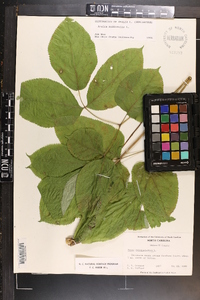 Aralia nudicaulis image