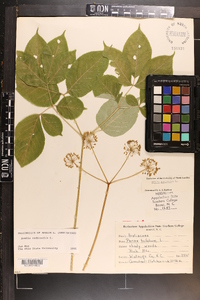 Aralia nudicaulis image