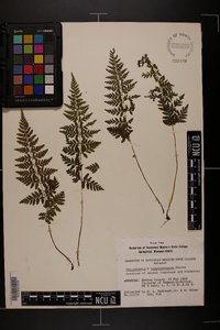 Cystopteris × tennesseensis image