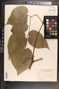 Aralia racemosa image