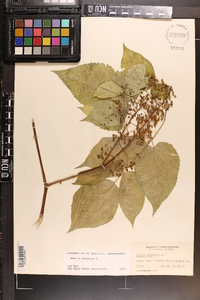 Aralia racemosa image