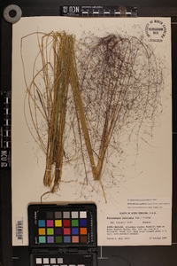 Muhlenbergia capillaris image