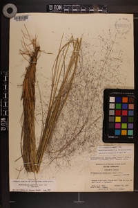 Muhlenbergia capillaris image