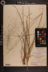 Muhlenbergia expansa image