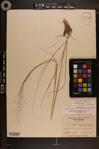 Muhlenbergia expansa image