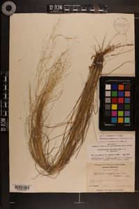 Muhlenbergia capillaris image