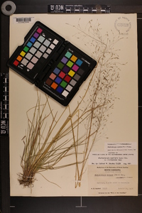 Muhlenbergia expansa image