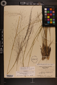 Muhlenbergia capillaris image