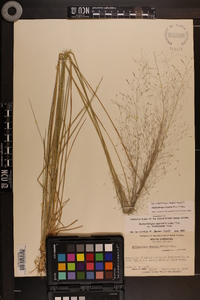 Muhlenbergia expansa image