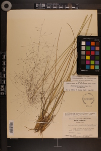 Muhlenbergia capillaris image