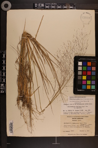 Muhlenbergia capillaris image