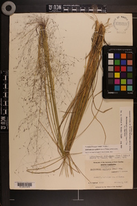 Muhlenbergia capillaris image