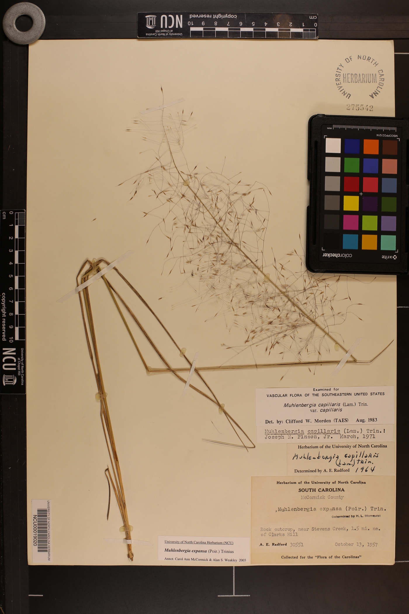 Muhlenbergia expansa image