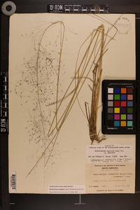 Muhlenbergia capillaris image