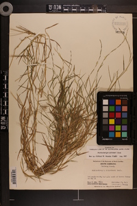 Muhlenbergia schreberi image