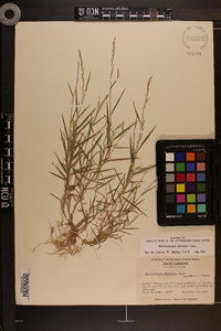 Muhlenbergia schreberi image