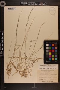 Muhlenbergia schreberi image