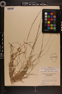 Muhlenbergia schreberi image