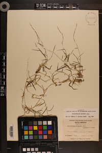 Muhlenbergia schreberi image