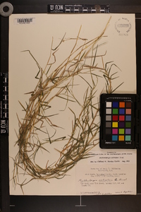 Muhlenbergia schreberi image