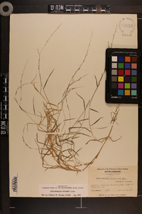 Muhlenbergia schreberi image