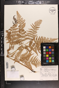 Pteridium aquilinum subsp. pseudocaudatum image