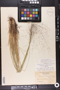 Muhlenbergia capillaris image