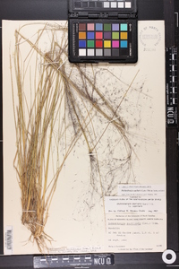 Muhlenbergia capillaris image