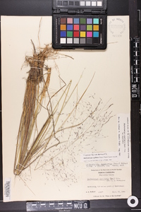 Muhlenbergia capillaris image