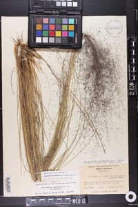 Muhlenbergia capillaris image