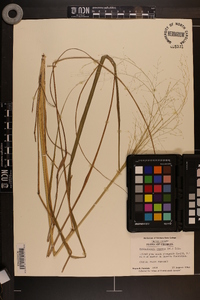 Muhlenbergia expansa image