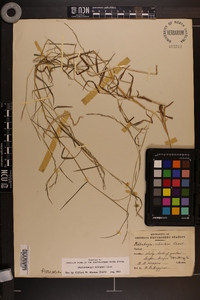 Muhlenbergia schreberi image