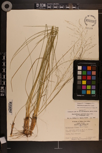 Muhlenbergia expansa image