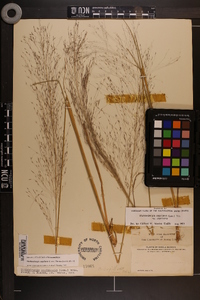 Muhlenbergia capillaris image