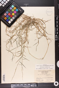 Muhlenbergia schreberi image