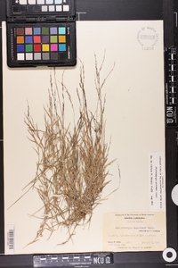 Muhlenbergia schreberi image