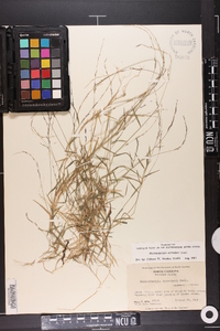 Muhlenbergia schreberi image