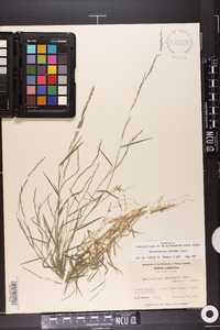 Muhlenbergia schreberi image