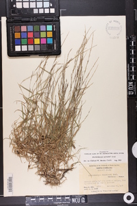 Muhlenbergia schreberi image