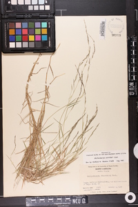 Muhlenbergia schreberi image