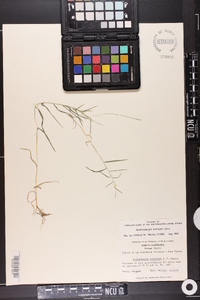 Muhlenbergia schreberi image