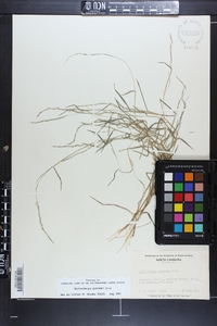 Muhlenbergia schreberi image