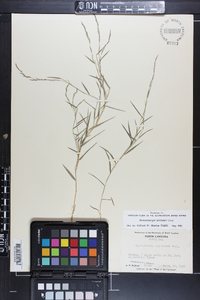 Muhlenbergia schreberi image