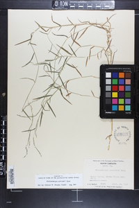 Muhlenbergia schreberi image