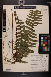 Nephrolepis biserrata image