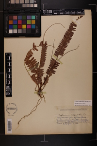 Nephrolepis exaltata image