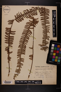 Nephrolepis exaltata image