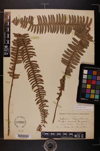 Nephrolepis exaltata image